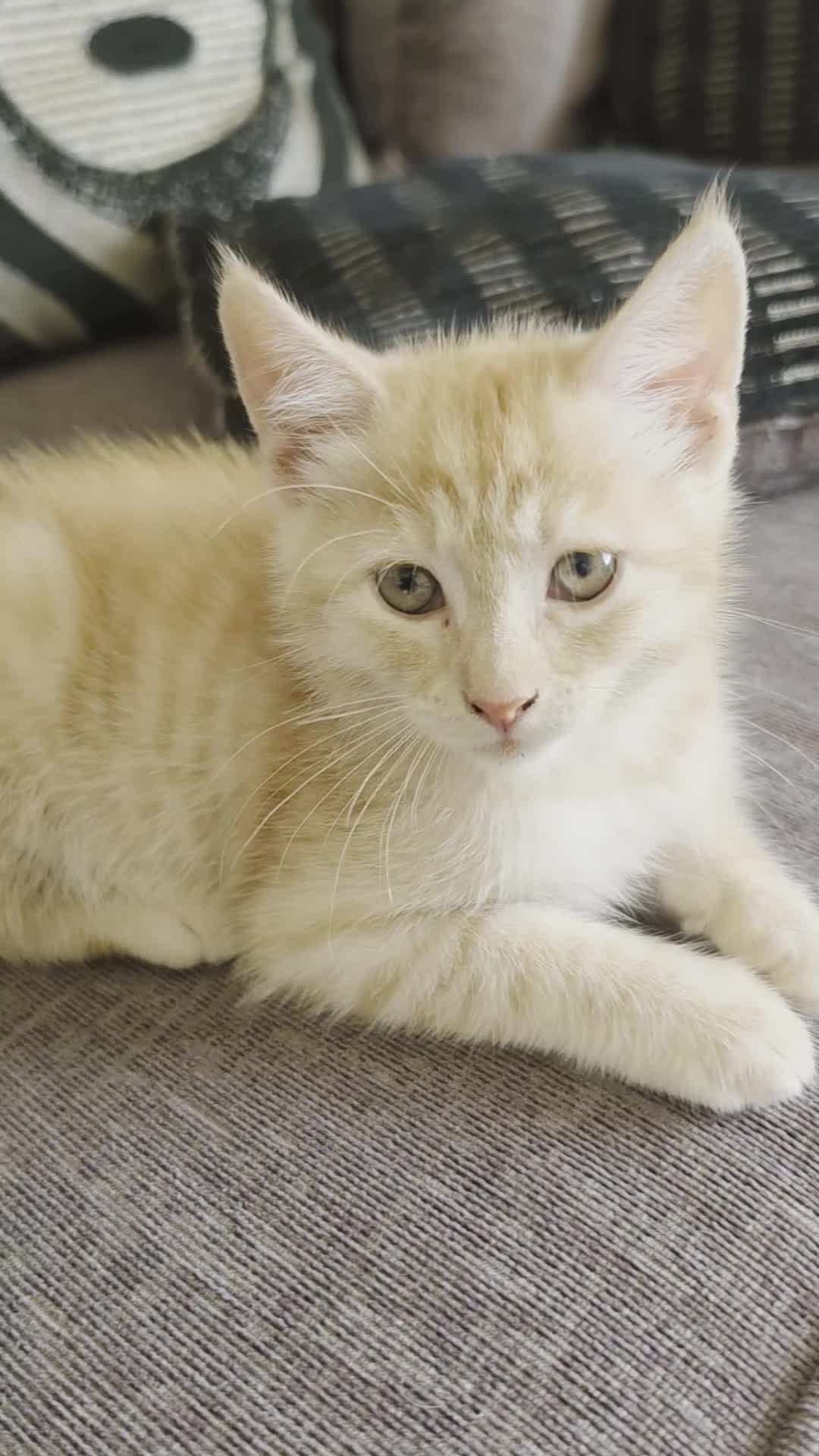 Ragdoll cats for sale: Beautiful ragdoll X - Video 1