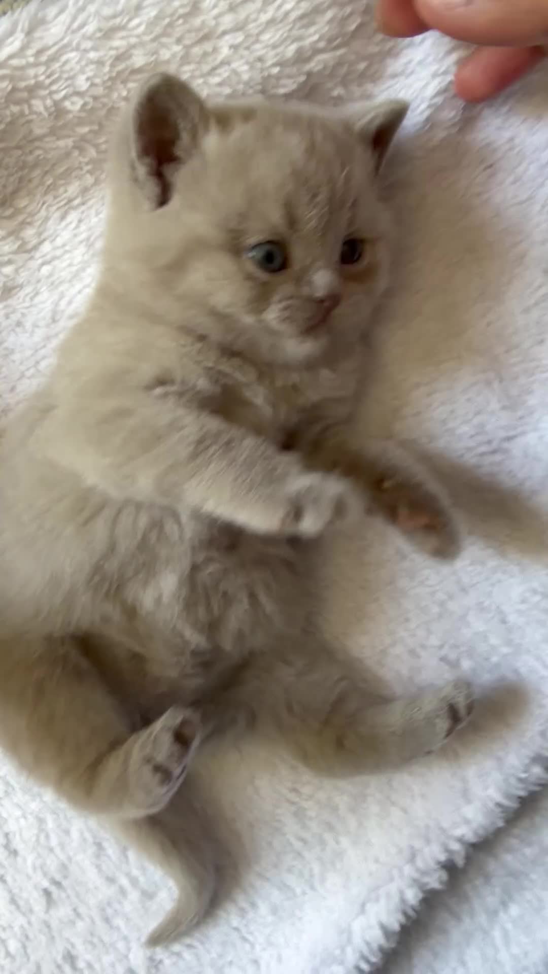 British Shorthair cats for sale: Lilac female British Shorthair  - Video 2