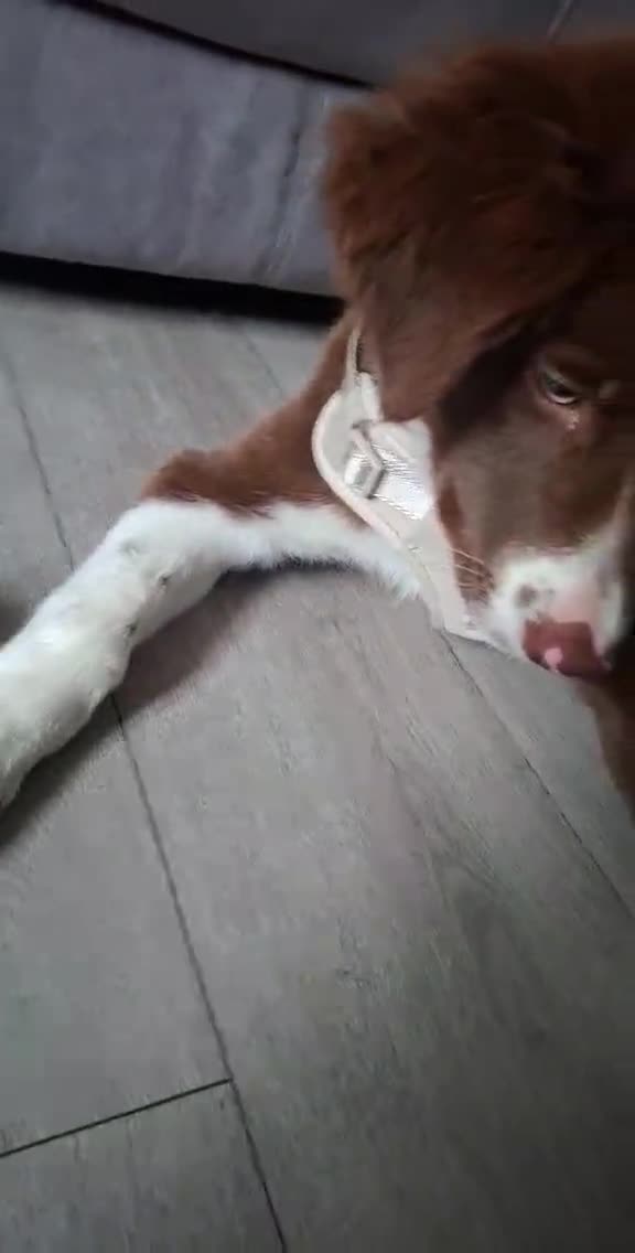 Border Collie dogs for sale: Border collie - Video 1