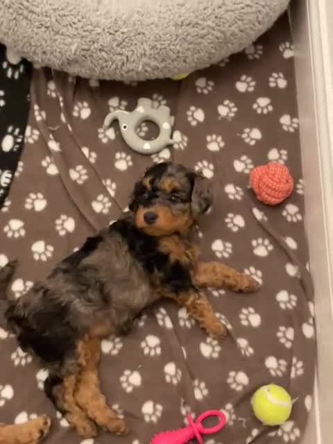 Cavapoochon dogs for sale: 6 cavapooschon puppies ready to go 18th January  - Video 1