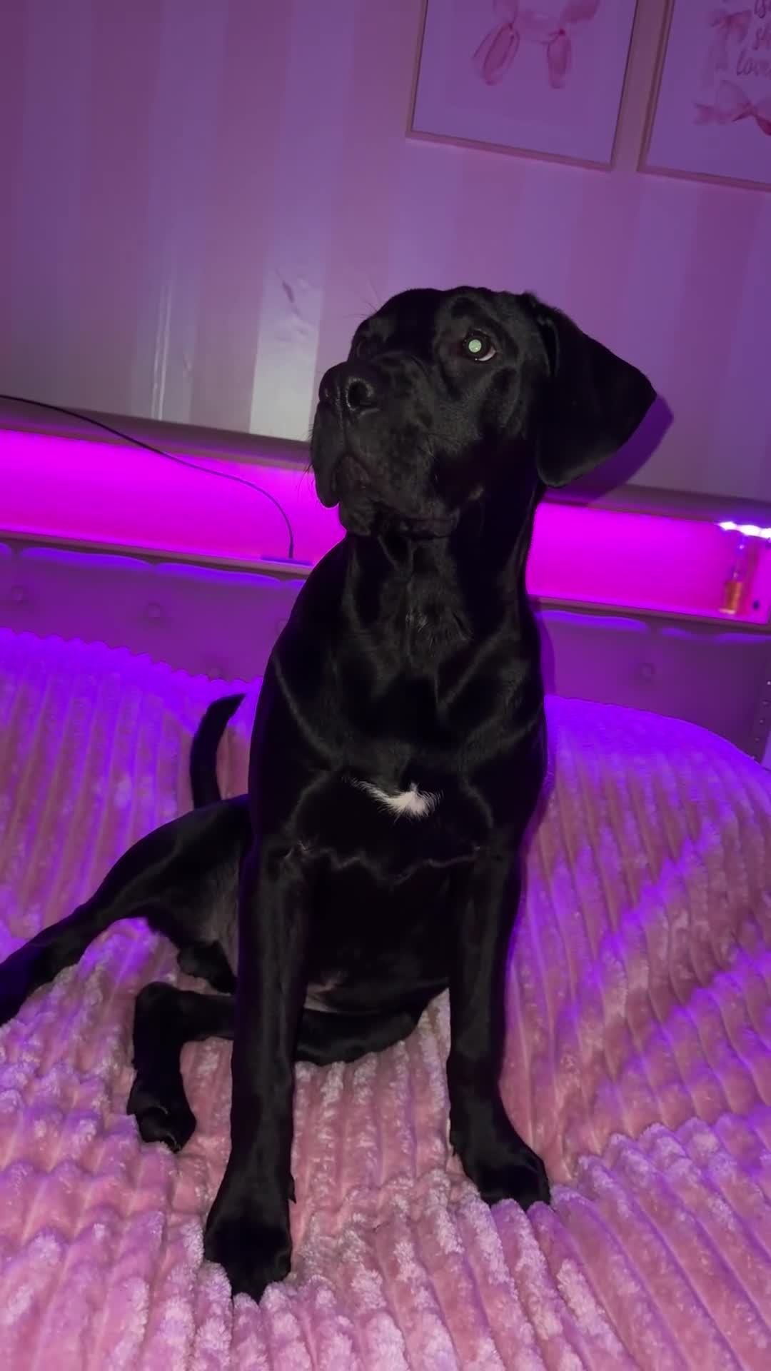 Mixed Breed dogs for sale: Experienced home needed! Presa X lab  - Video 1