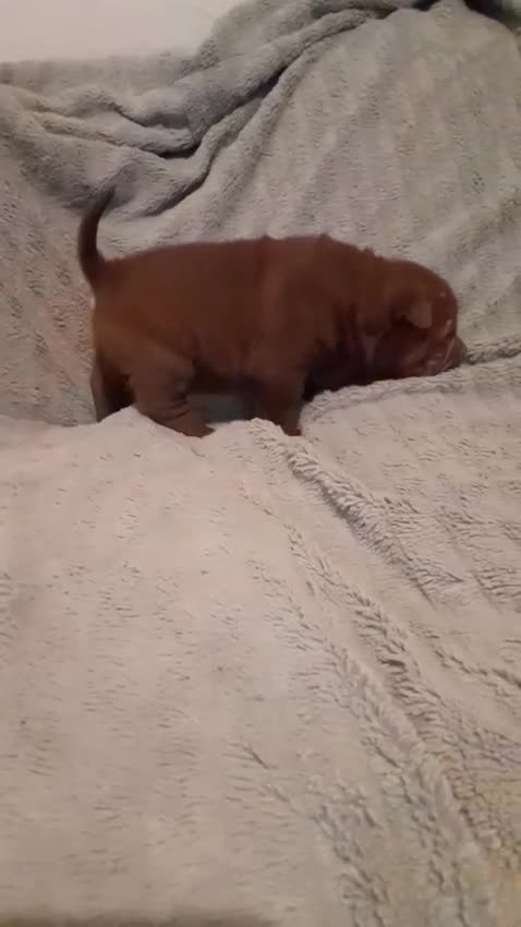 Shar Pei dogs for sale: Beautiful shar-pai pups  - Video 1