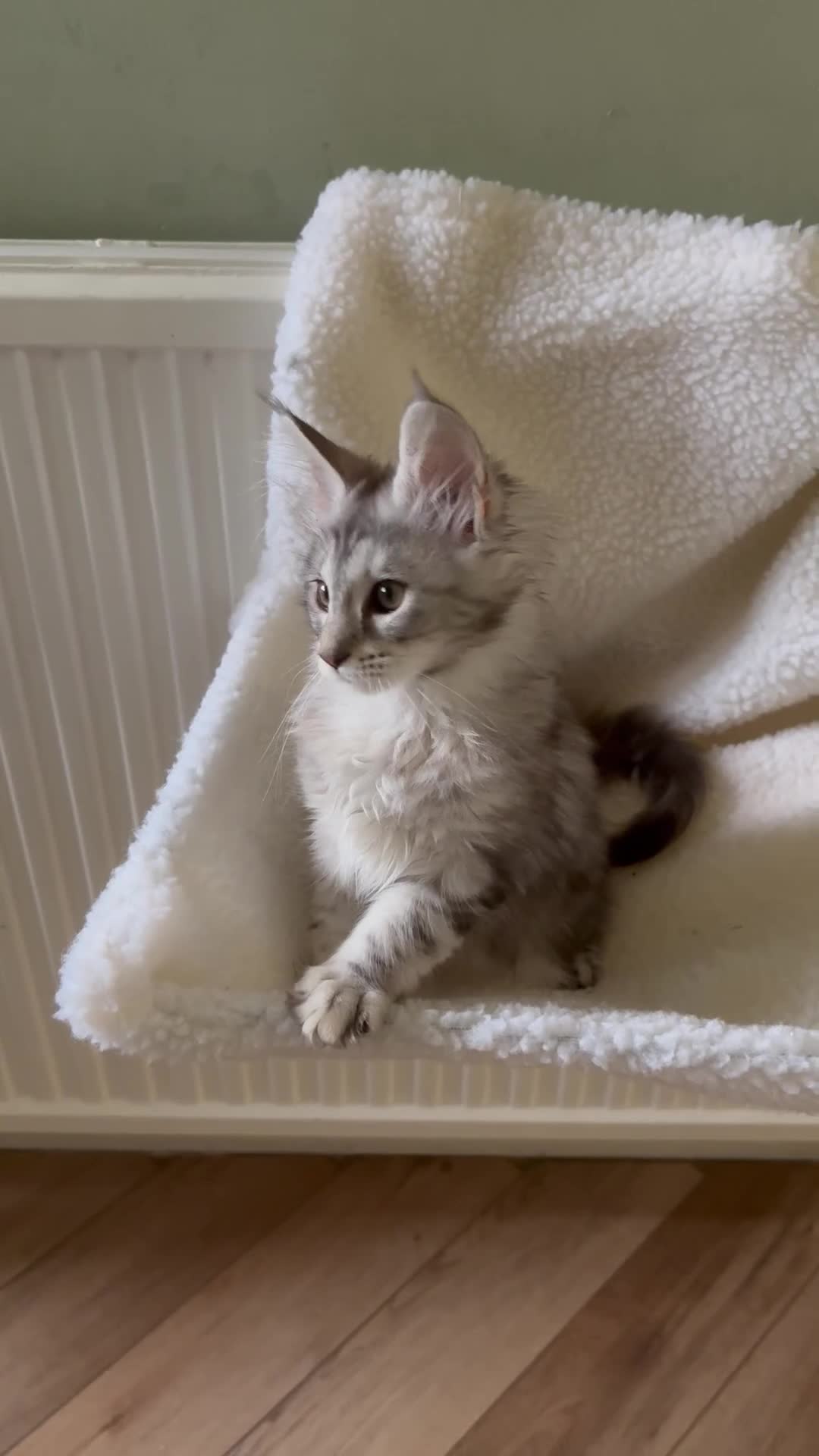 Maine Coon cats for sale: READY NOW. Tica registered mainecoon kittens - Video 1