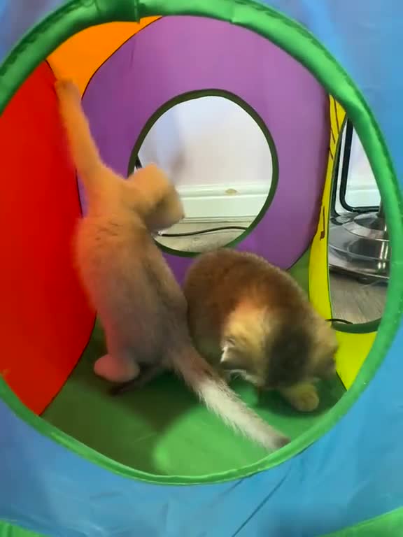 British Shorthair cats for sale: ADORABLE KITTENS  - Video 3
