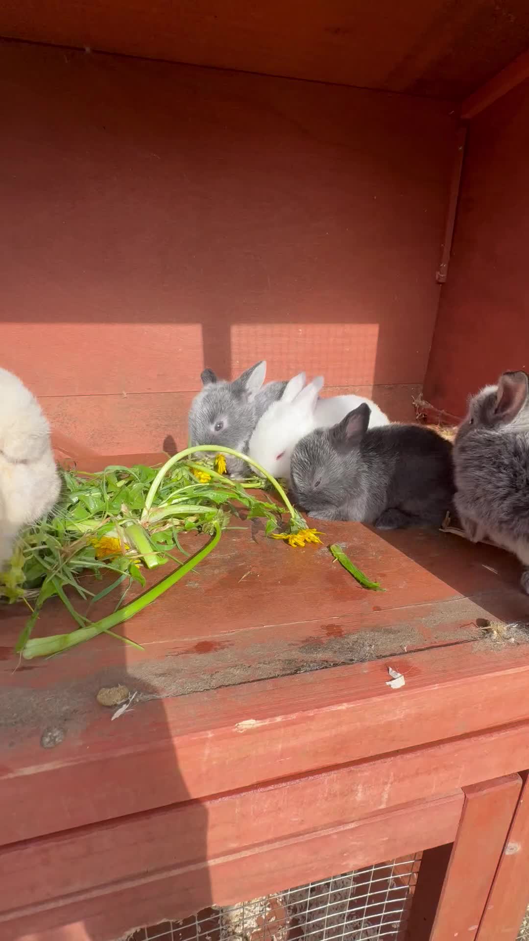 Mixed Breed rabbits for sale: Mini lop x new zealand in Hemel Hempstead - Video 1