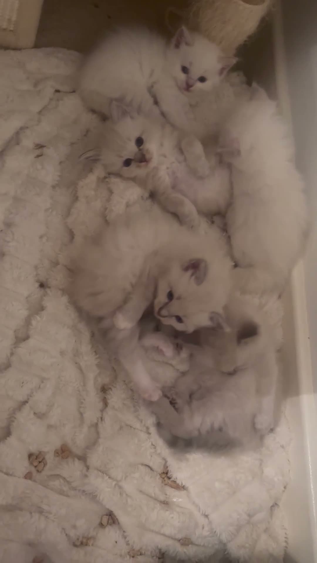 Ragdoll cats for sale: Ragdoll - Video 1