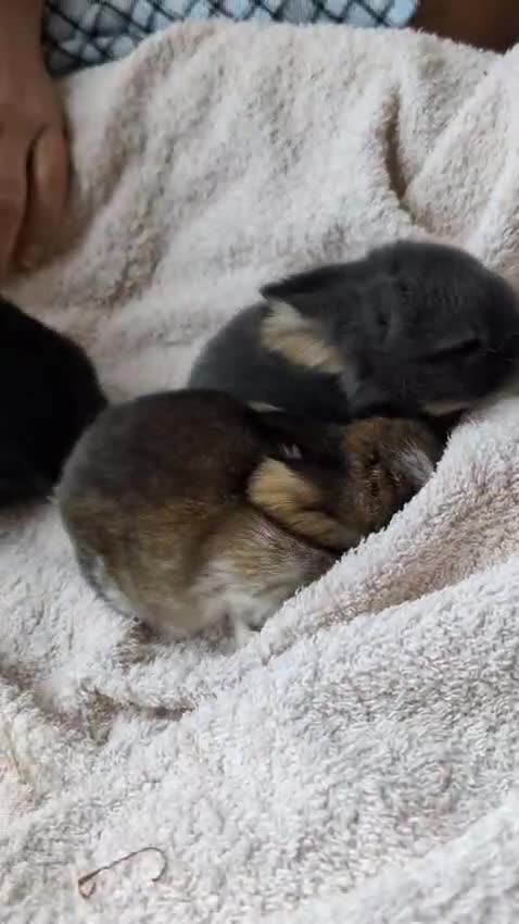 Mini Lop rabbits for sale: Beautiful Mini Lops For Sale  ˖Ი𐑼⋆ FOUR LEFT  - Video 4