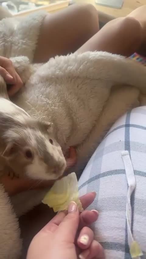 Guinea Pig rodents for sale: Two Male Guinea Pigs for sale  - Video 1