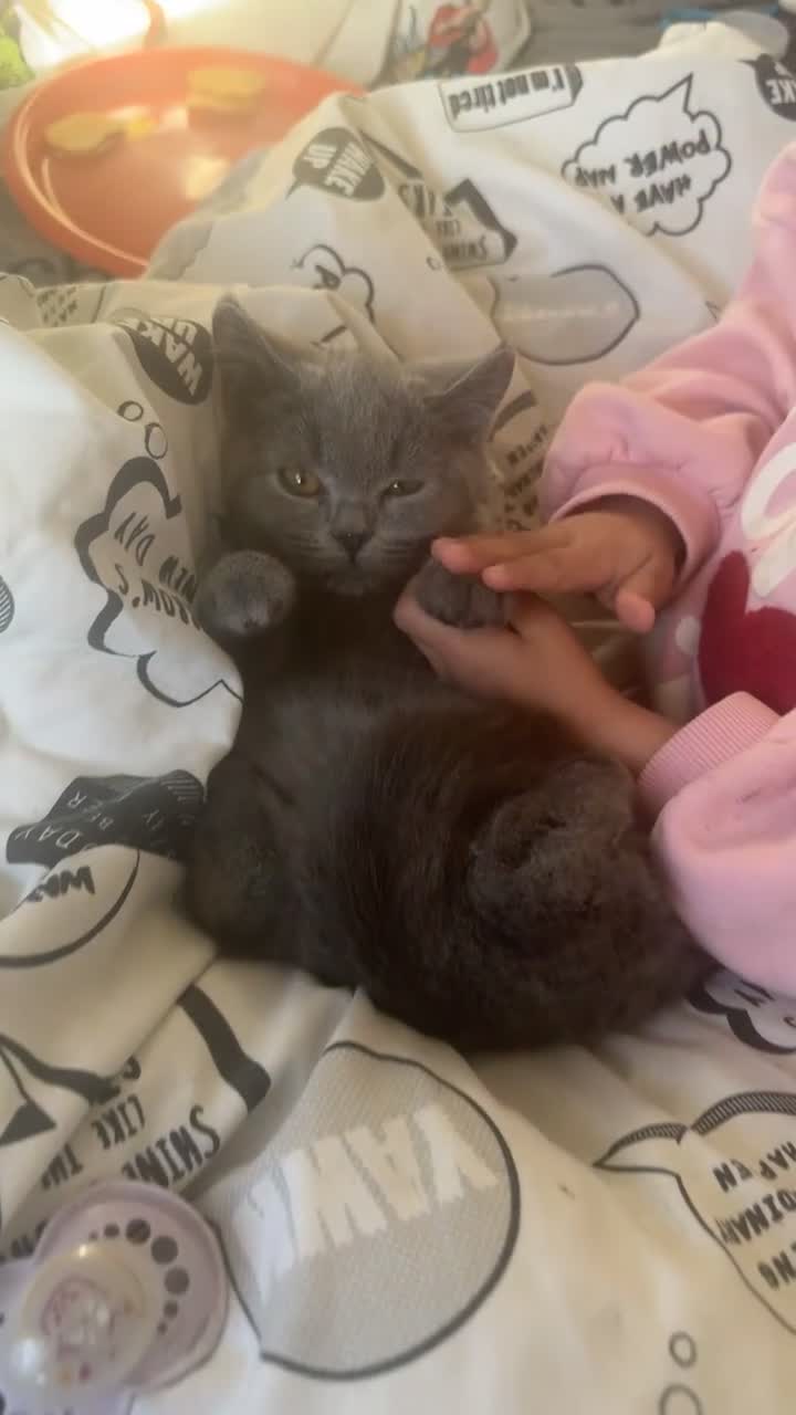 British Shorthair cats for sale: British shorthair kittens  - Video 1