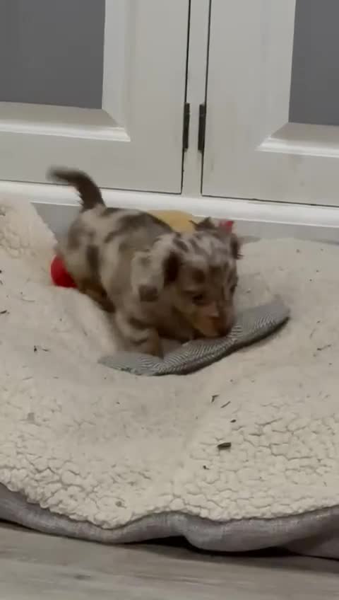 Miniature Dachshund dogs for sale: Fantastic long haired miniature dachshund - Video 2