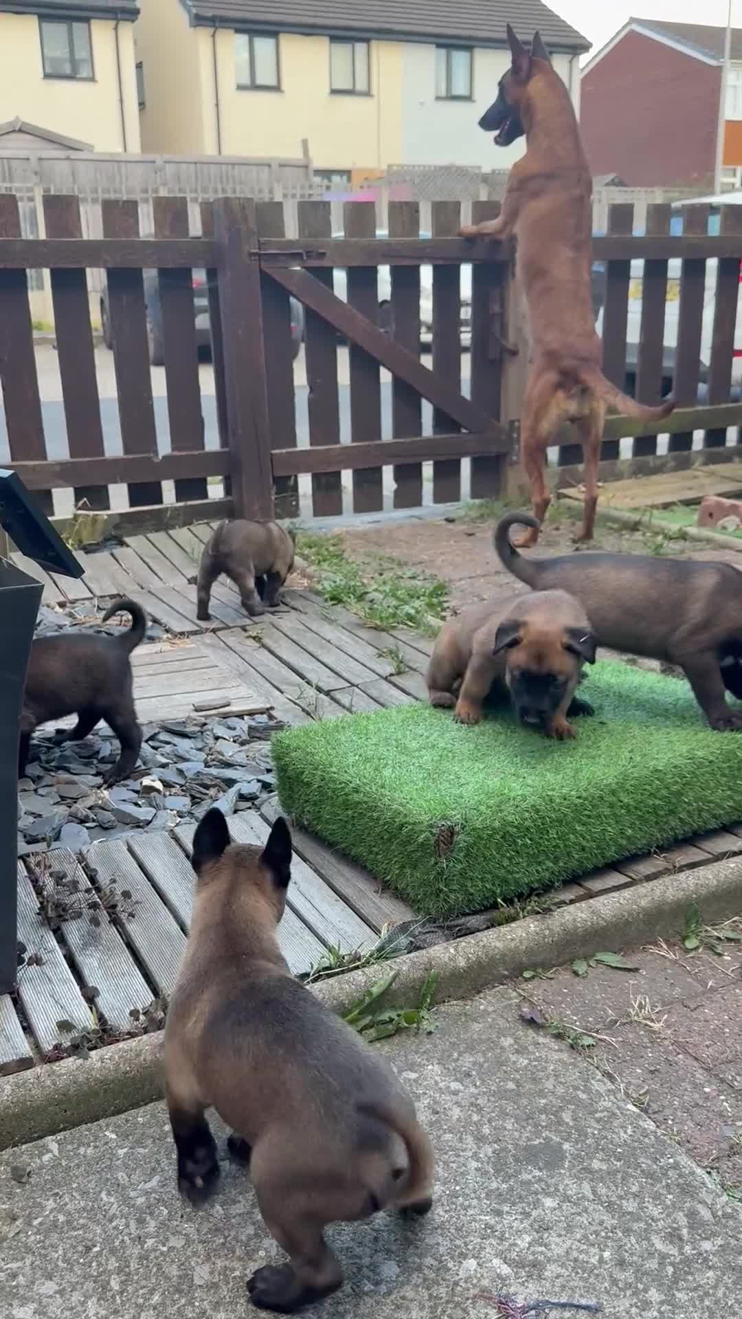 Belgian Shepherd Dog dogs for sale: The first and last litter from Rebel in Prenton - Video 4