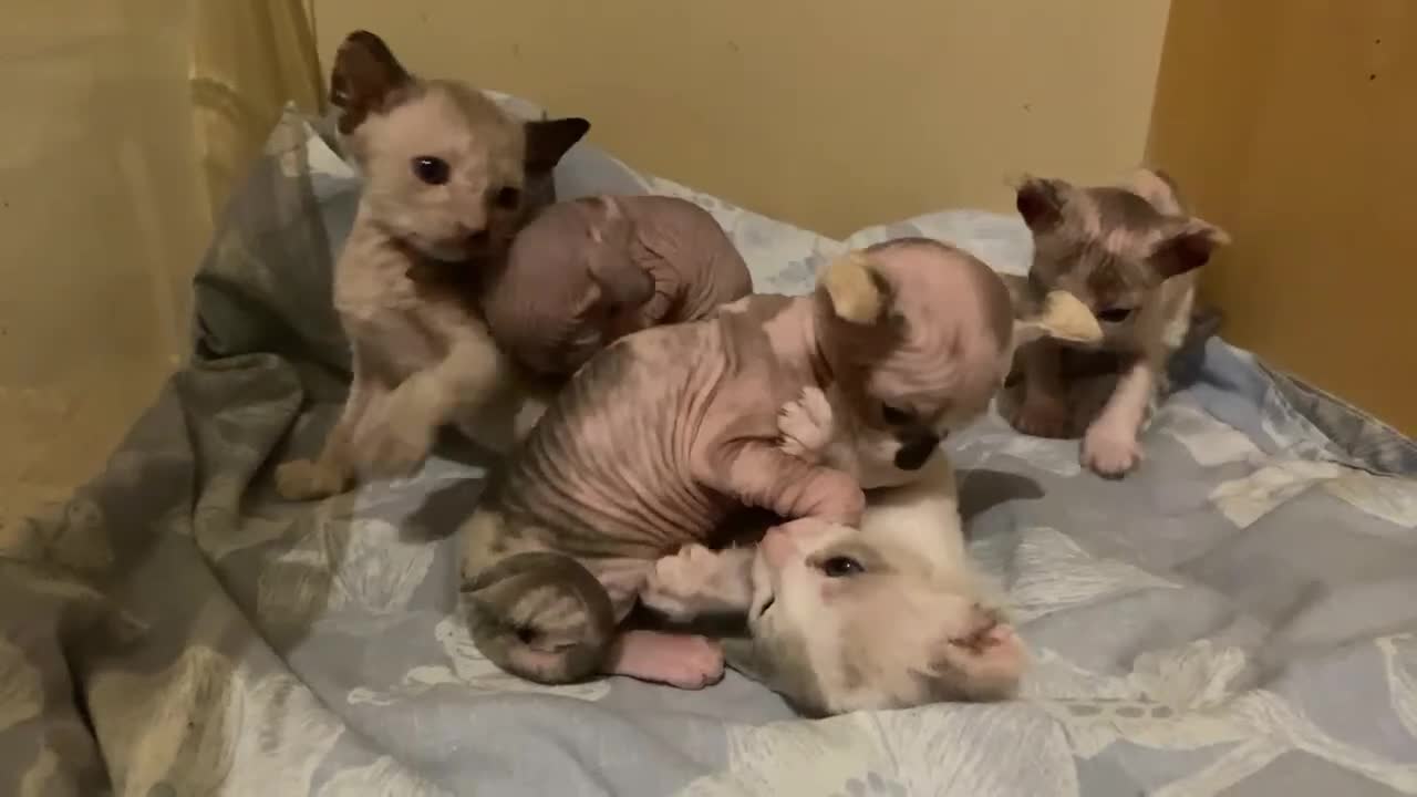 Sphynx cats for sale: Sphynx kittens 😍🥰🥰 - Video 3