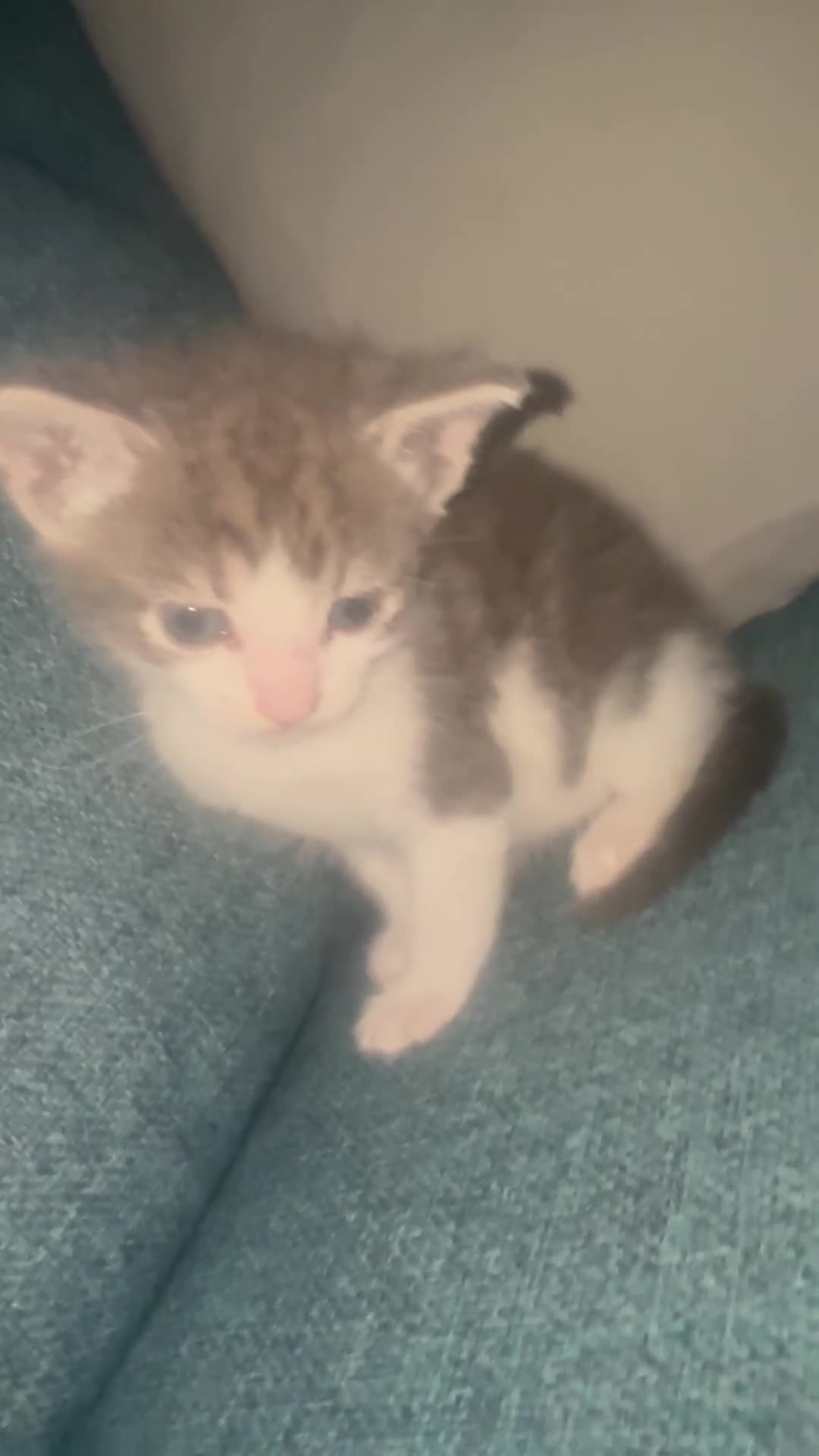 British Shorthair cats for sale: Moggy cat in London - Video 1