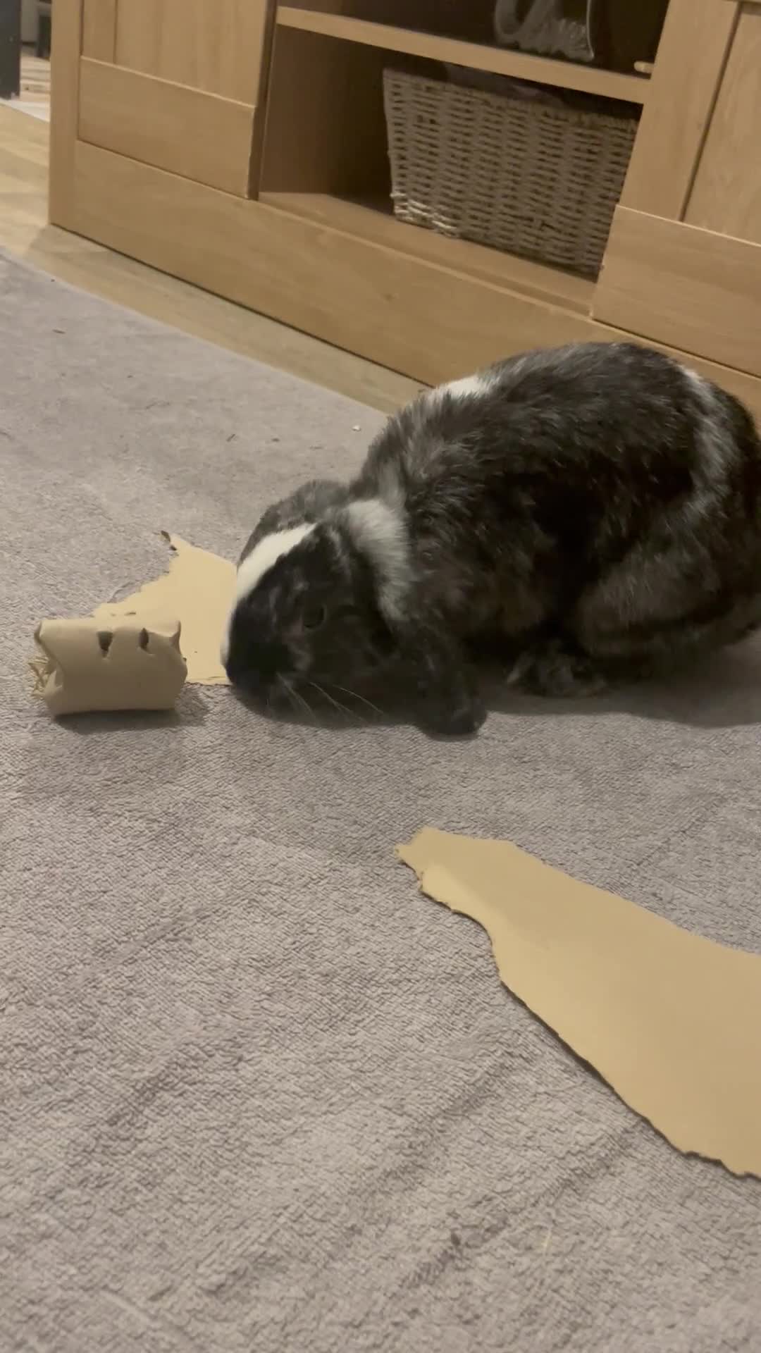 Mini Lop rabbits for sale: 8 months old bunnie  - Video 1