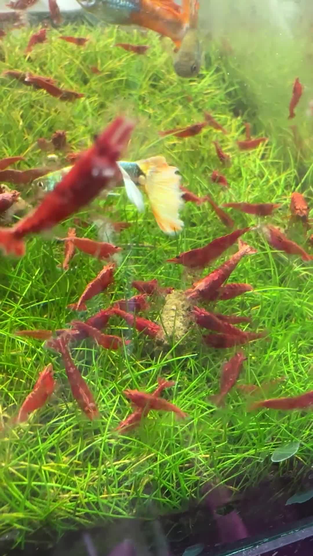 Shrimps fish for sale: Red cherry shrimp - Video 1