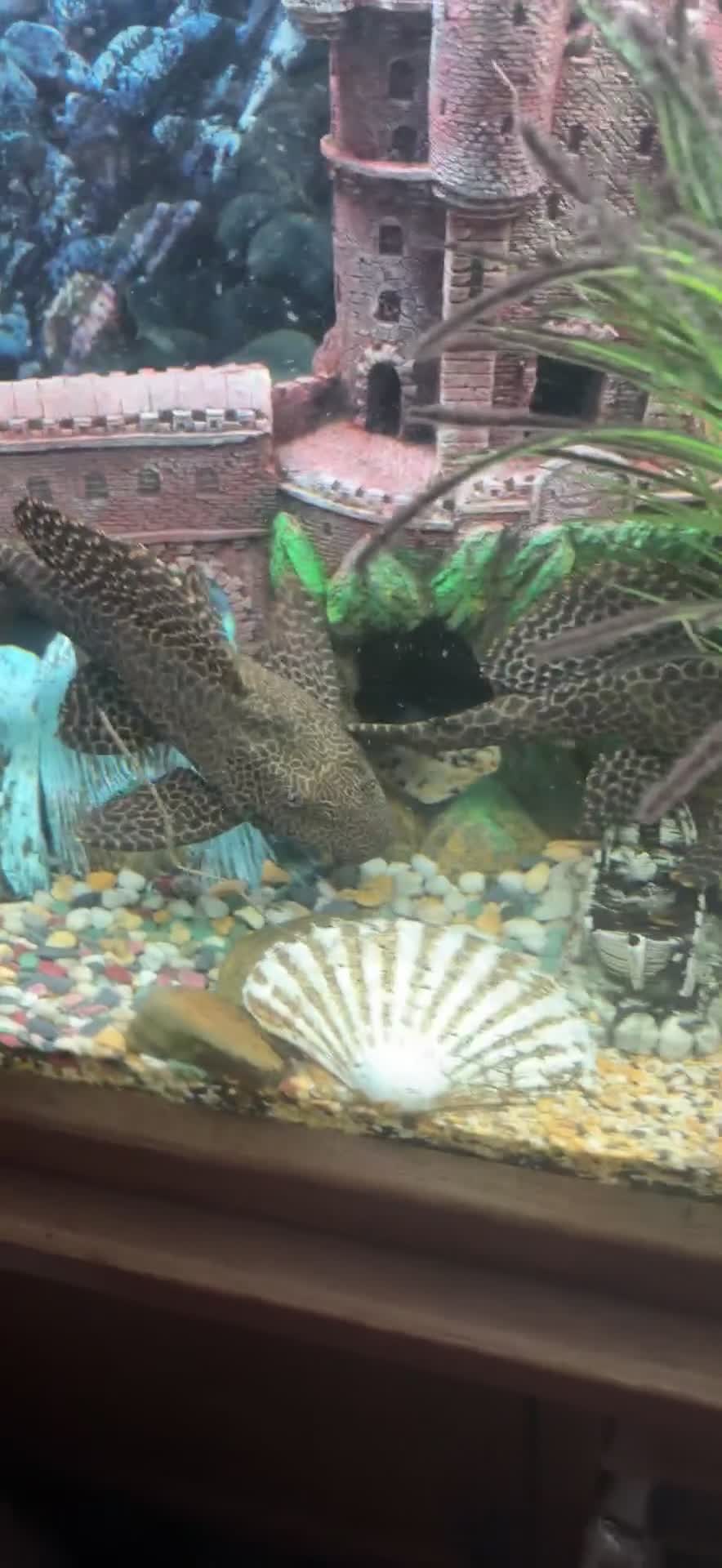 Plecos fish for sale: Plecs for sale x5 - Video 2