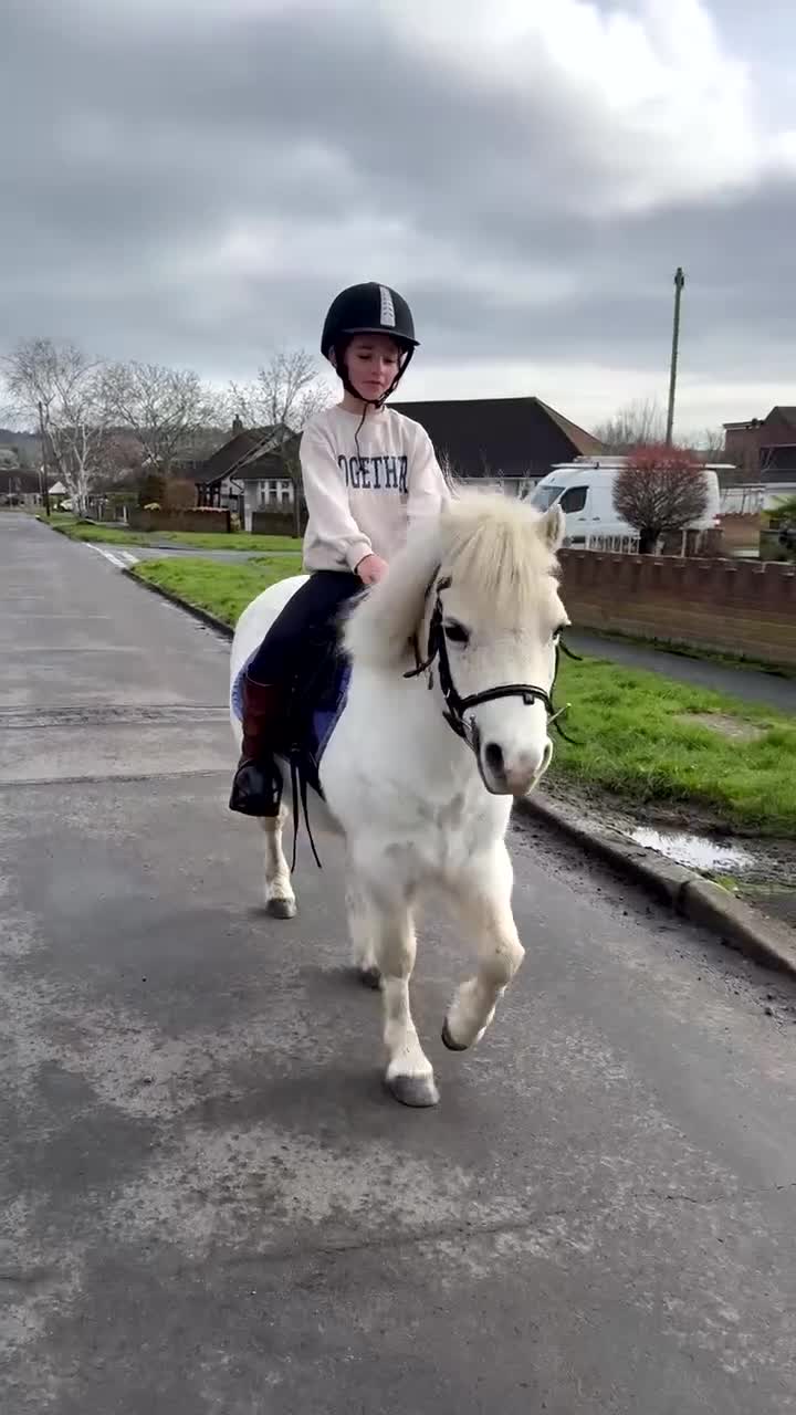 Welsh Section A horses for sale: LEAD REIN PONY  - Video 2