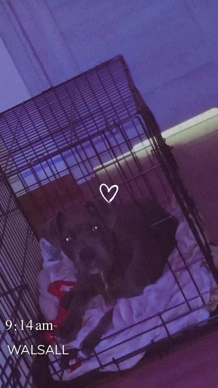 Mixed Breed dogs for sale: Beautiful blue eye Canecorso/American Staffy  - Video 2