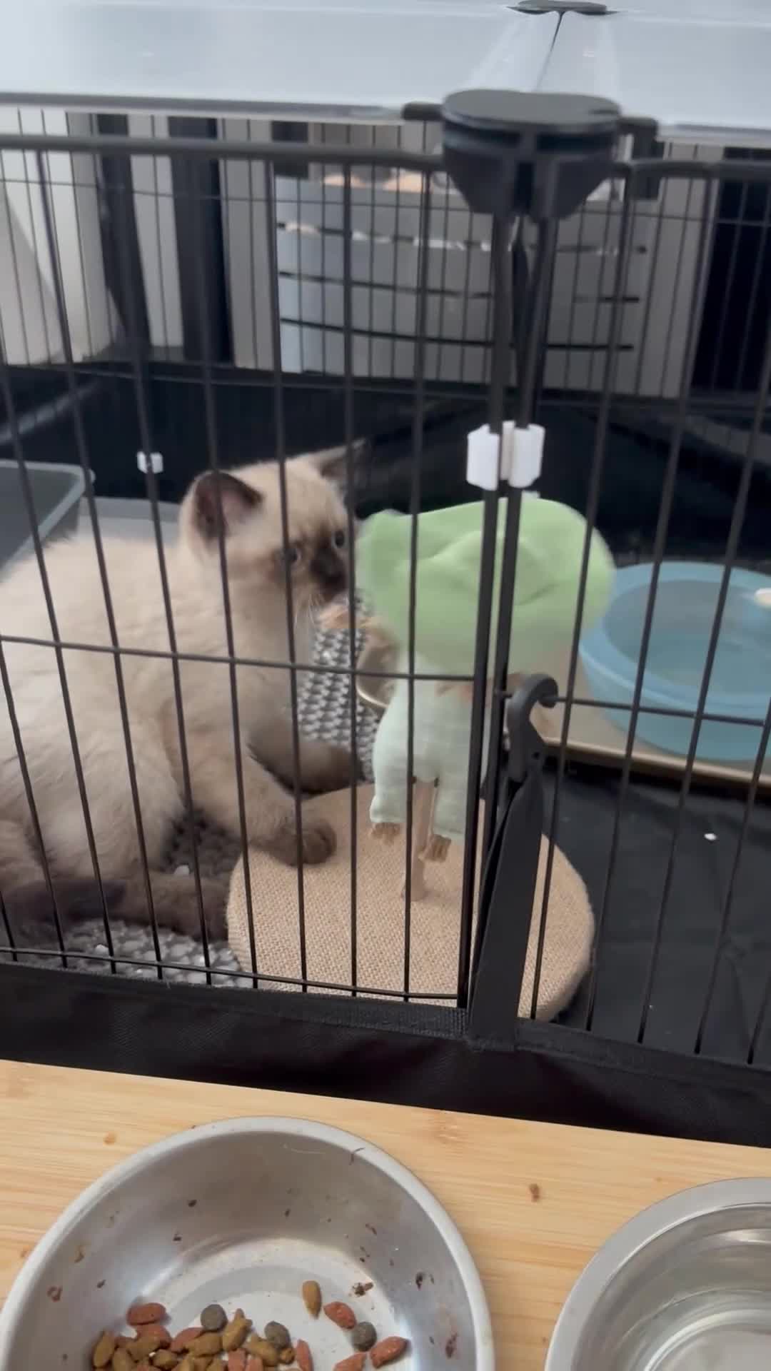 British Shorthair cats for sale: Two beautiful British shorthair X Scottish fold  - Video 1