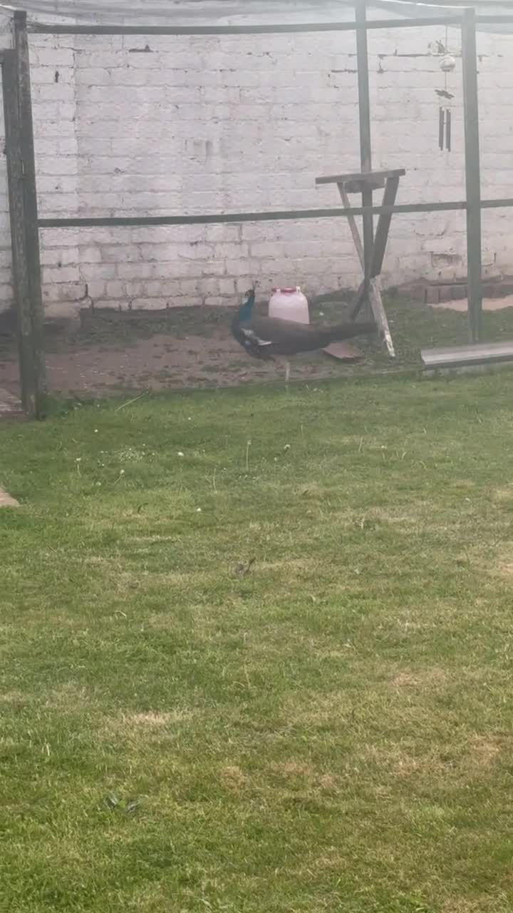 Peafowl poultry for sale: 2 years old Indian blue Peacock in Paisley - Video 1