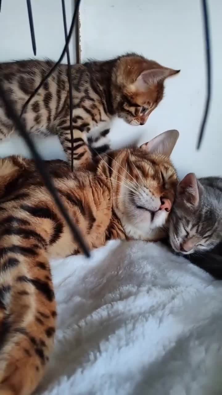 Bengal cats for sale: Bengal kittens - 2 girls and 1 boy - Video 1