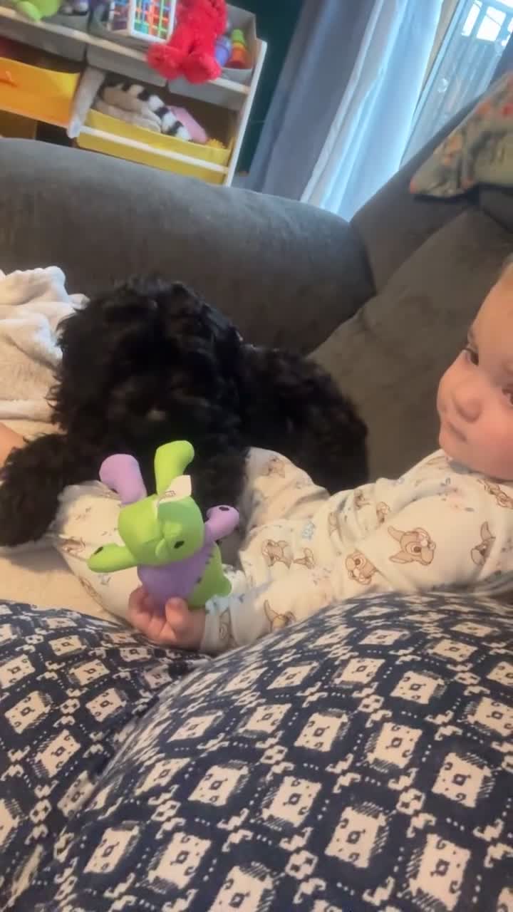 Cockapoo dogs for sale: Beautiful male cockapoo  - Video 2