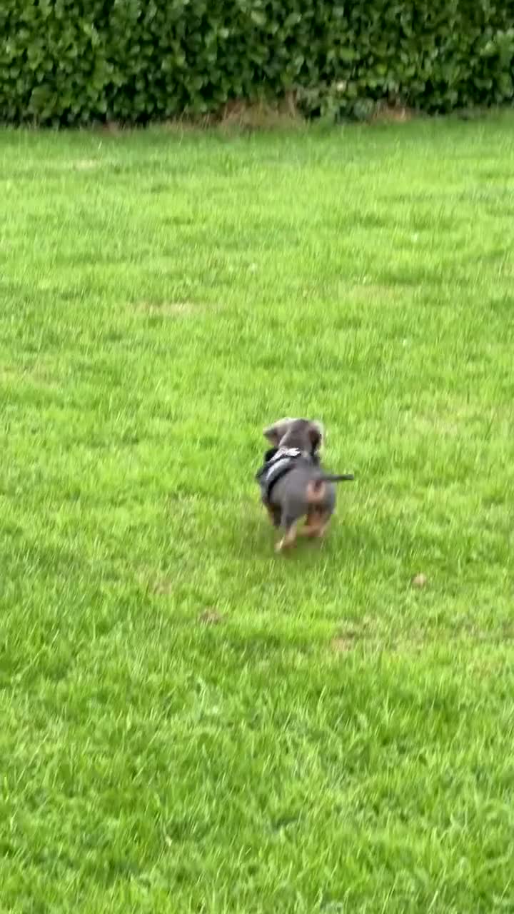 Miniature Dachshund dogs for sale: KC Registered Miniature Dachshund Puppy - Video 1