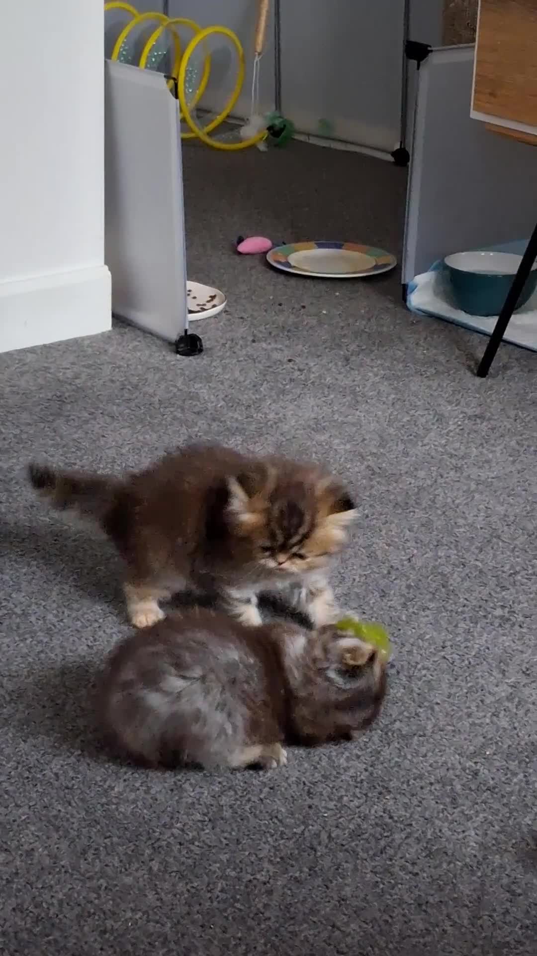 Persian cats for sale: Adorable pure Persian  - Video 2