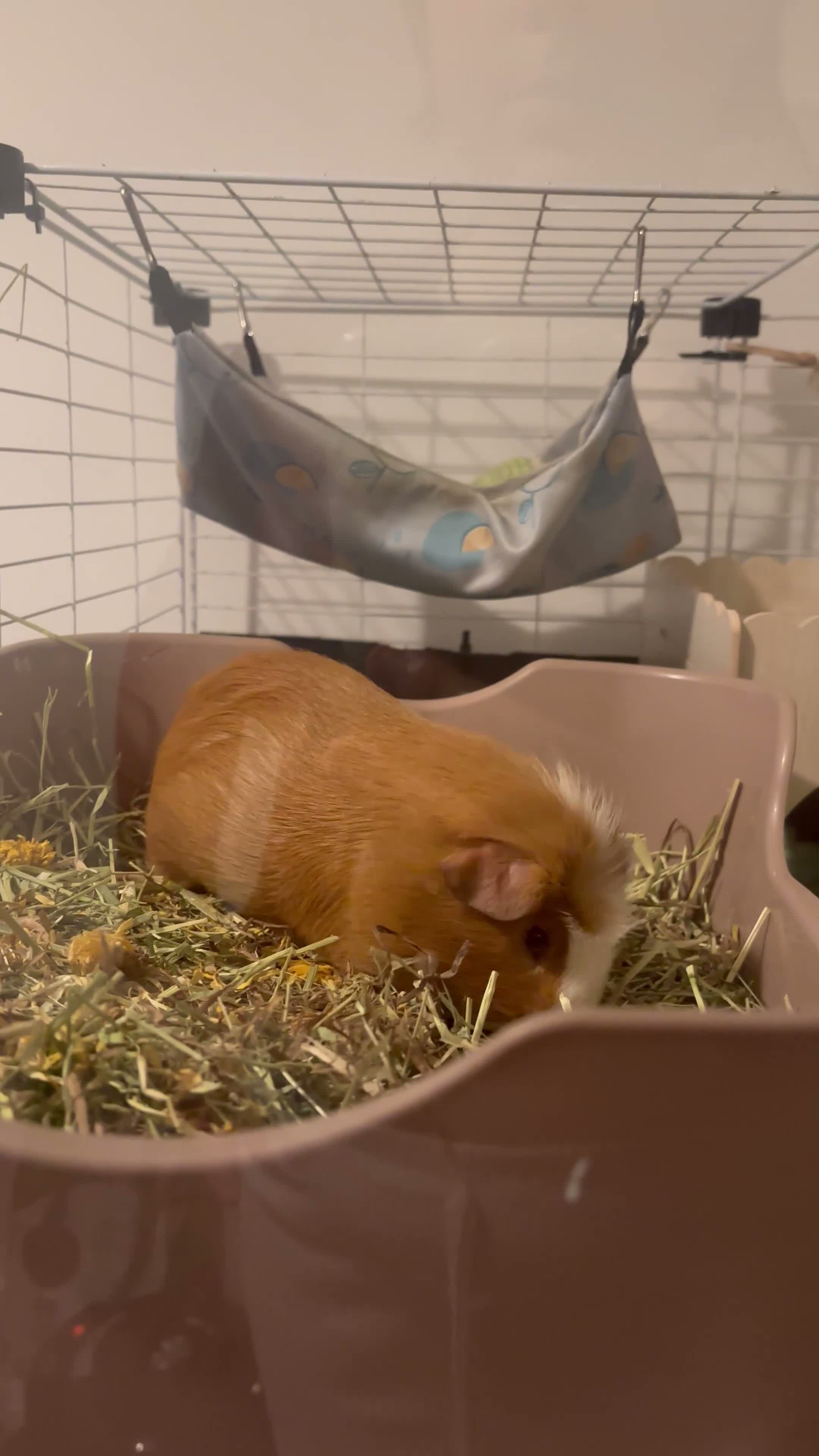 Guinea Pig rodents for sale: male guinea pig for rehoming in Southampton - Video 1