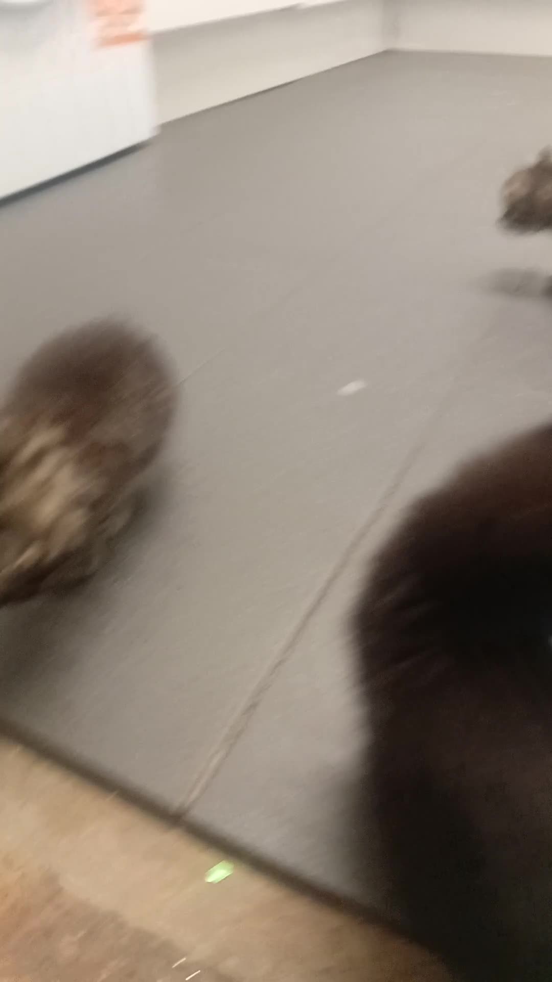 Bengal cats for sale: Gorgous kittens looking for furever homex - Video 1
