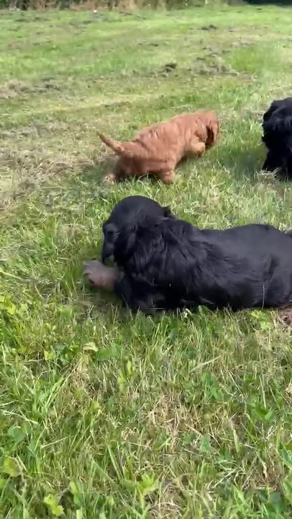 Cockapoo dogs for sale: F1b READY NOW. Health tested parents.  - Video 1