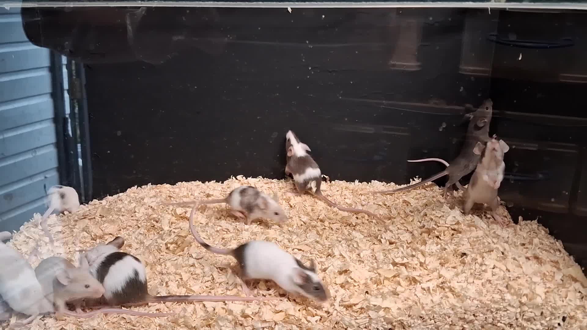 Mouse rodents for sale: Baby Fancy and Hairless Mice Females - Video 2