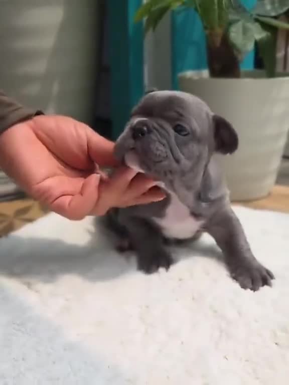French Bulldog dogs for sale: Quality Stunning Frenchies Bull Puppies  - Video 2