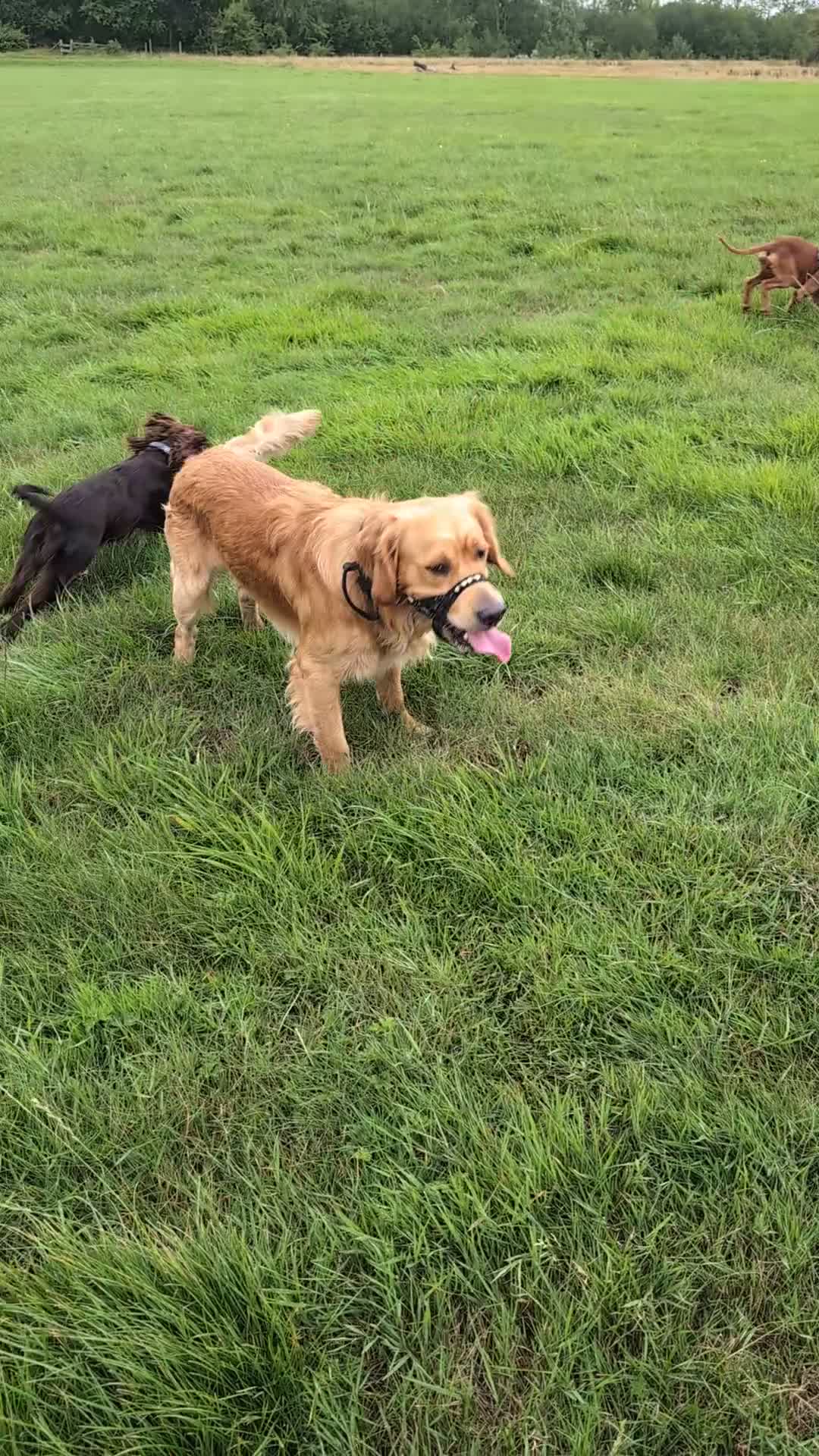 Golden Retriever dogs for stud: KC health and hip check golden retriever  - Video 1