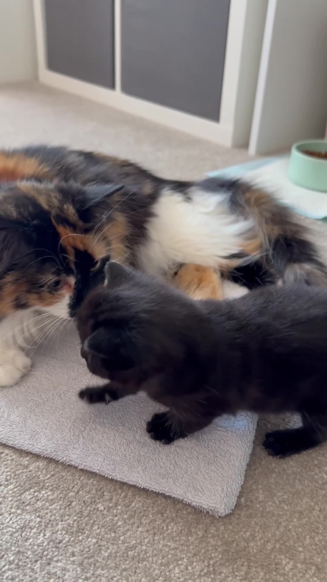 Maine Coon cats for sale: Maine Coon cross  in Macclesfield - Video 1