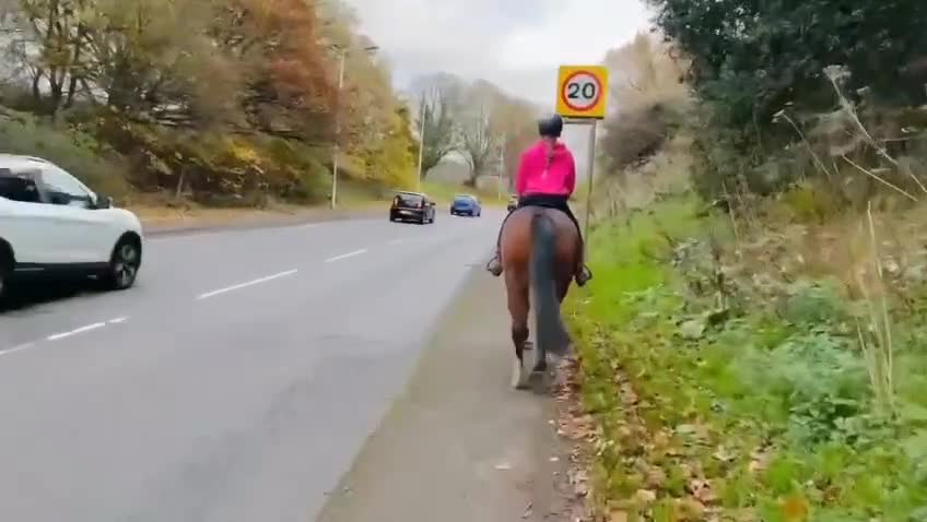 Welsh Section D horses for sale: Flashy Sec D x Dartmoor mare - Video 1