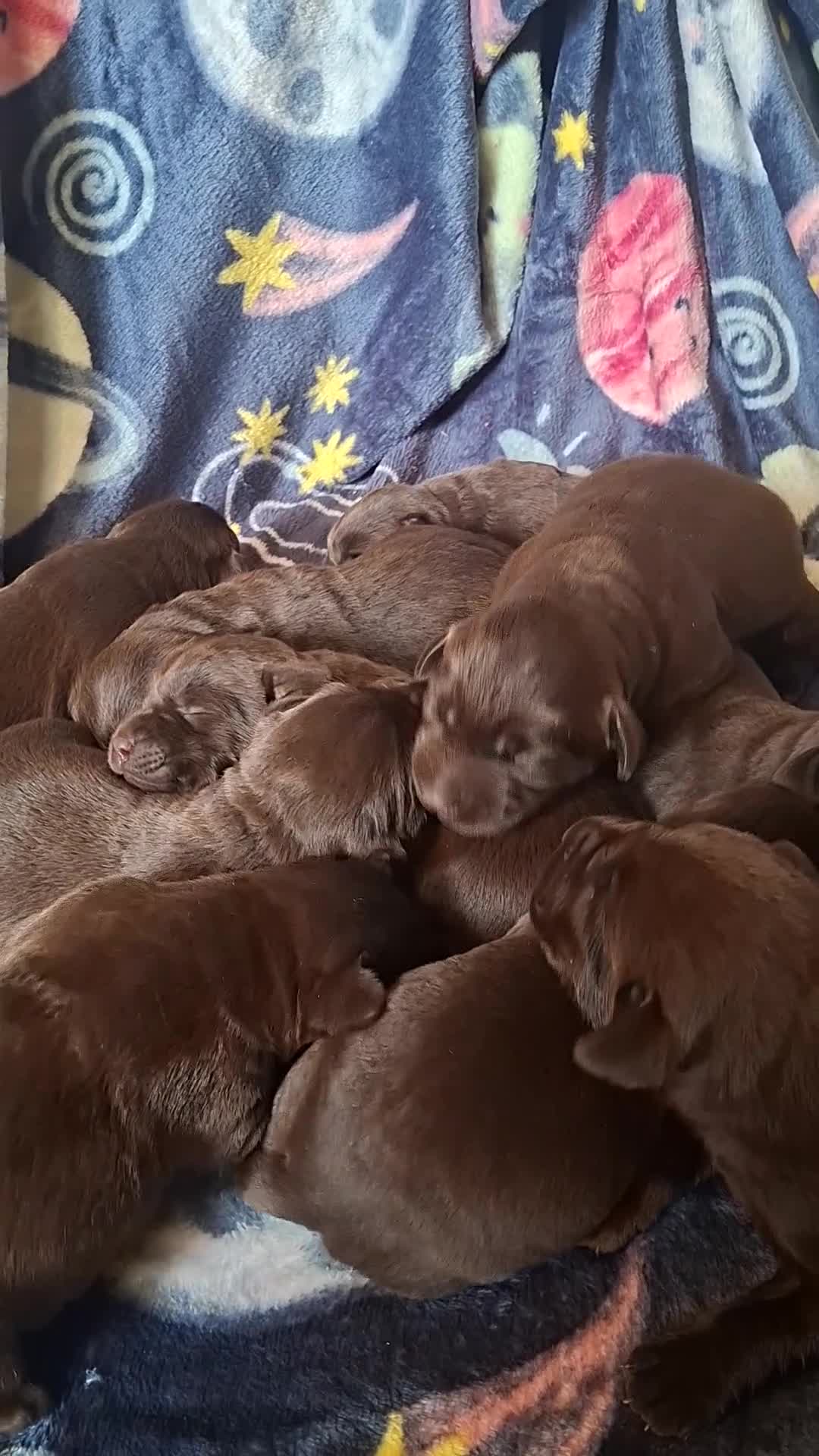 Labrador Retriever dogs for sale: Beautiful KC Registered Chocolate Labrador puppies - Video 1