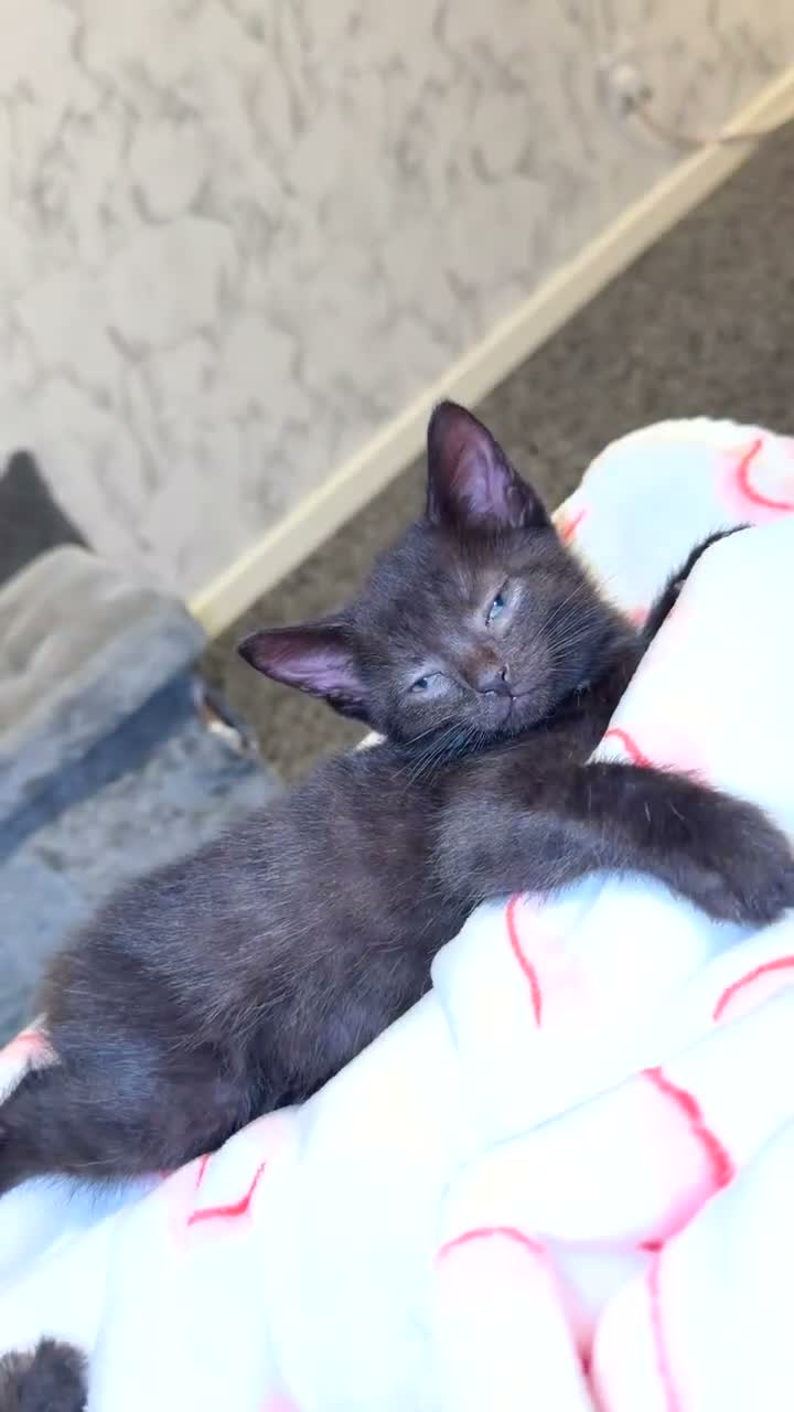 Mixed Breed cats for sale: 5 beautiful kittens!! females  - Video 1