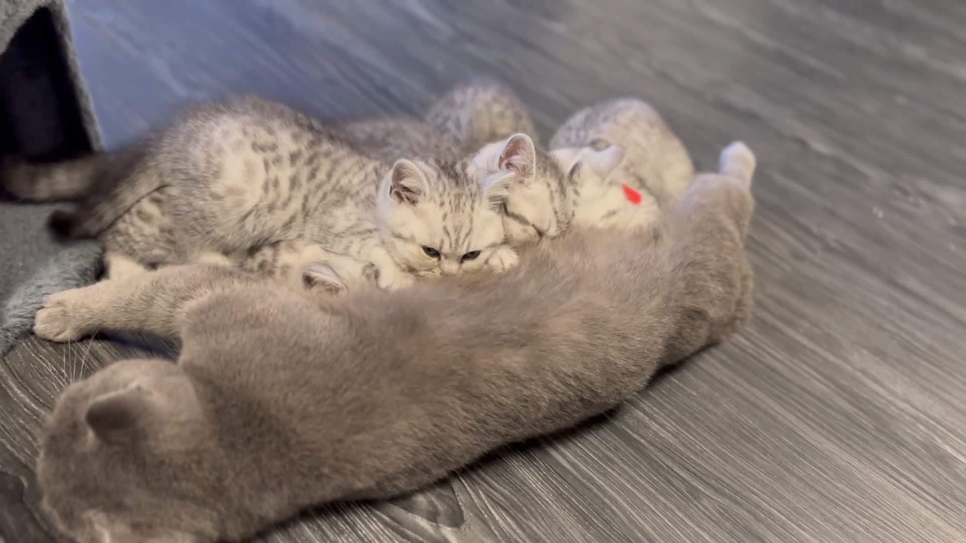 British Shorthair cats for sale: Father TICA Registered Beautiful Coat Ready - Video 2