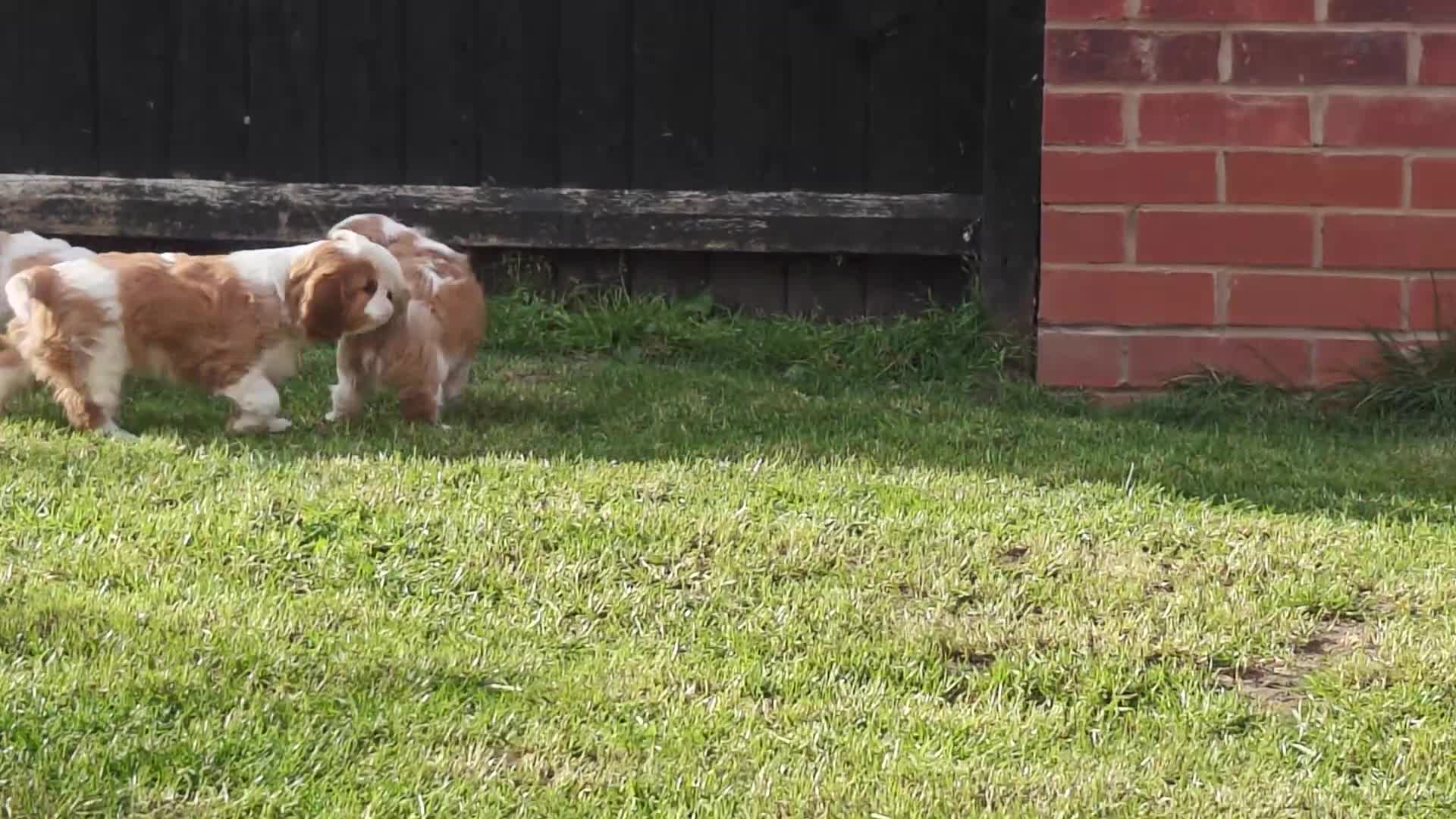 Cavalier King Charles Spaniel dogs for sale: Gorgeous KC Cavaliers from Health Tested Parents  - Video 1