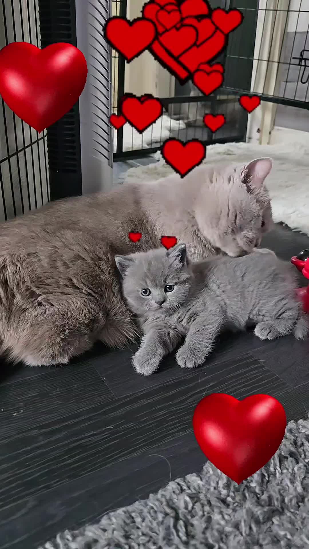 British Shorthair cats for sale: Gorgeous BSH boy - Video 1
