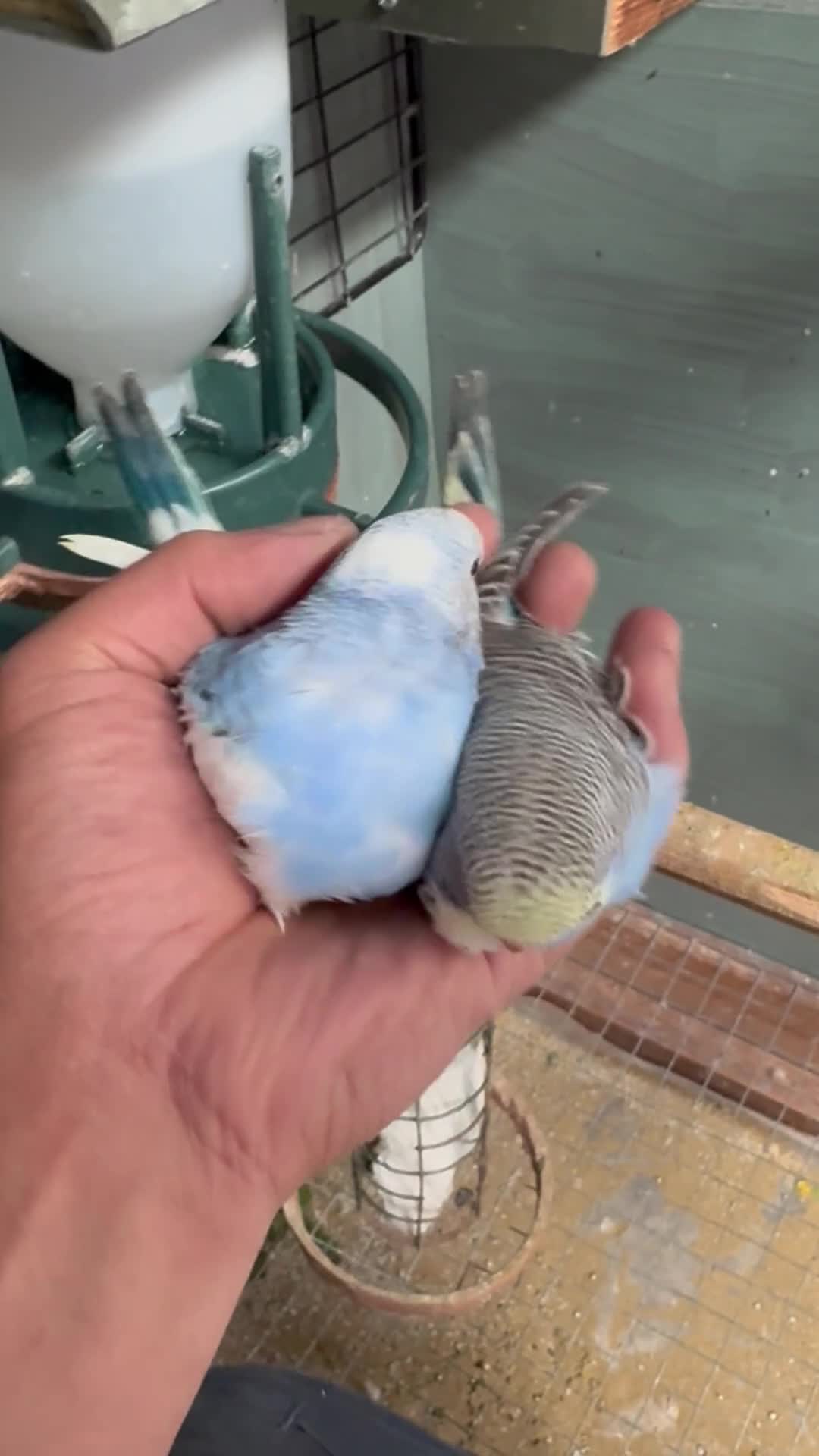 Budgerigars birds for sale: 6 to 8 weeks baby budgies and some adults males. - Video 2