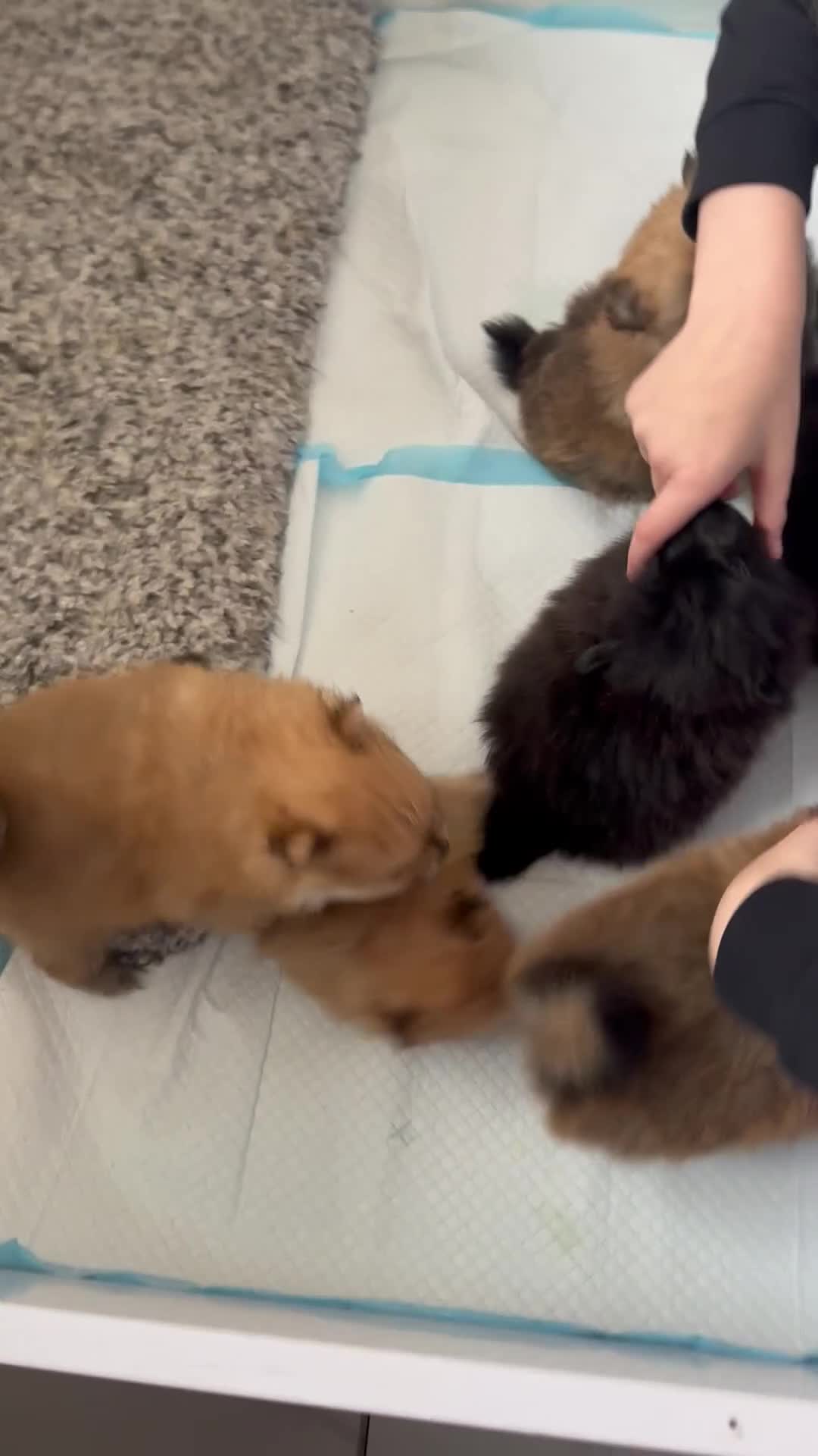 Pomeranian dogs for sale: 6 Pomeranian cherubs - Video 1