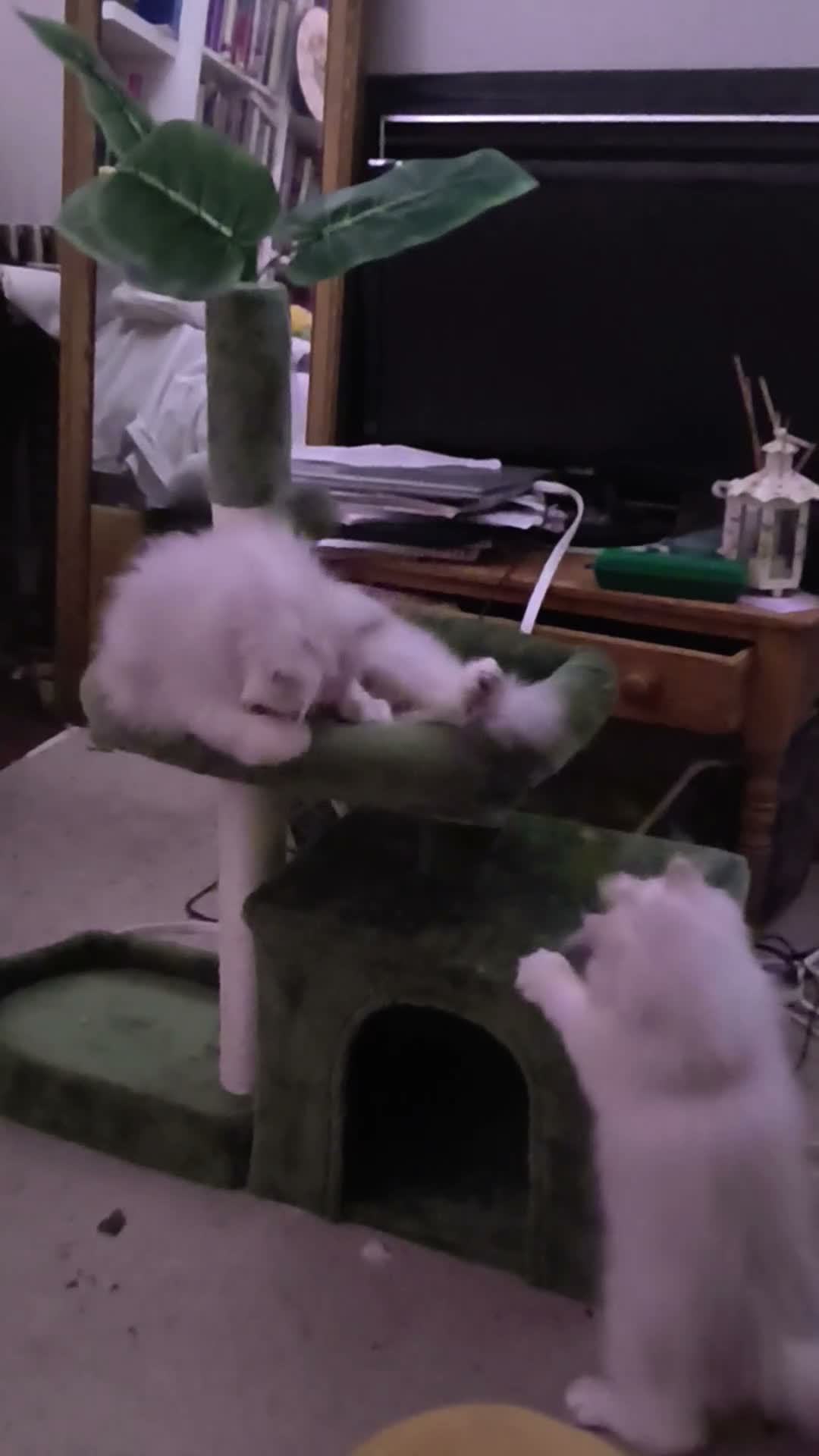 Persian cats for sale:  Persian Silver Shaded/Tipped kittens ready now - Video 1