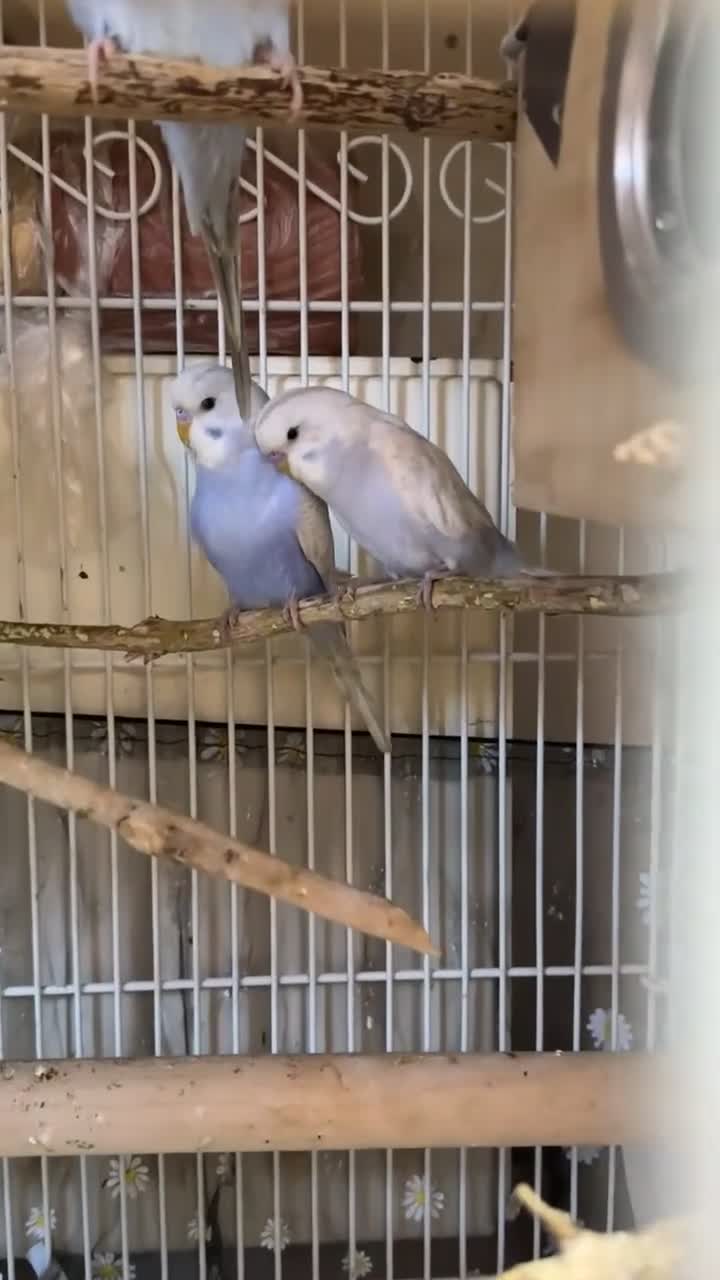 Budgerigars birds for sale: Budgies for sale - Video 2