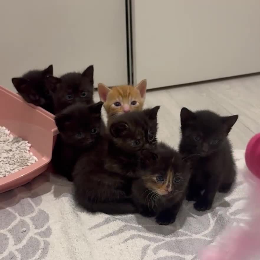 Mixed Breed cats for sale: Beautiful Mixed Kittens (Ginger/Tortie/Black) - Video 1