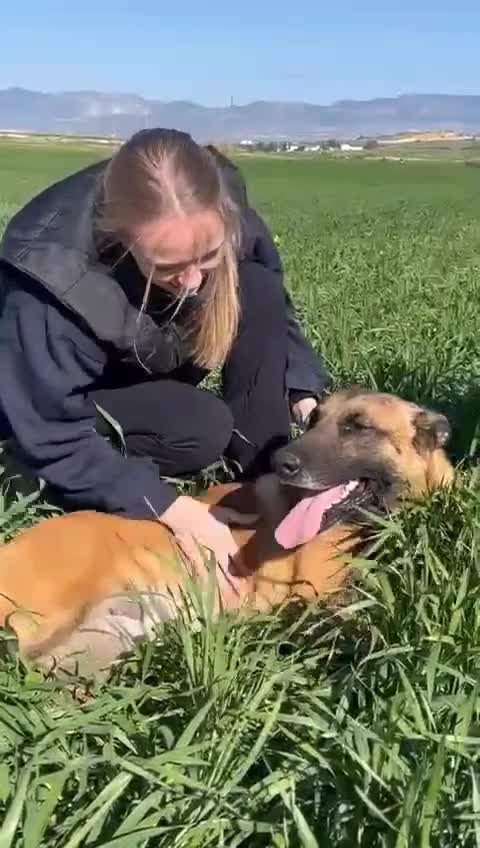 Belgian Shepherd Dog dogs for adoption: Taco is ready for adoption or a foster home - Video 2