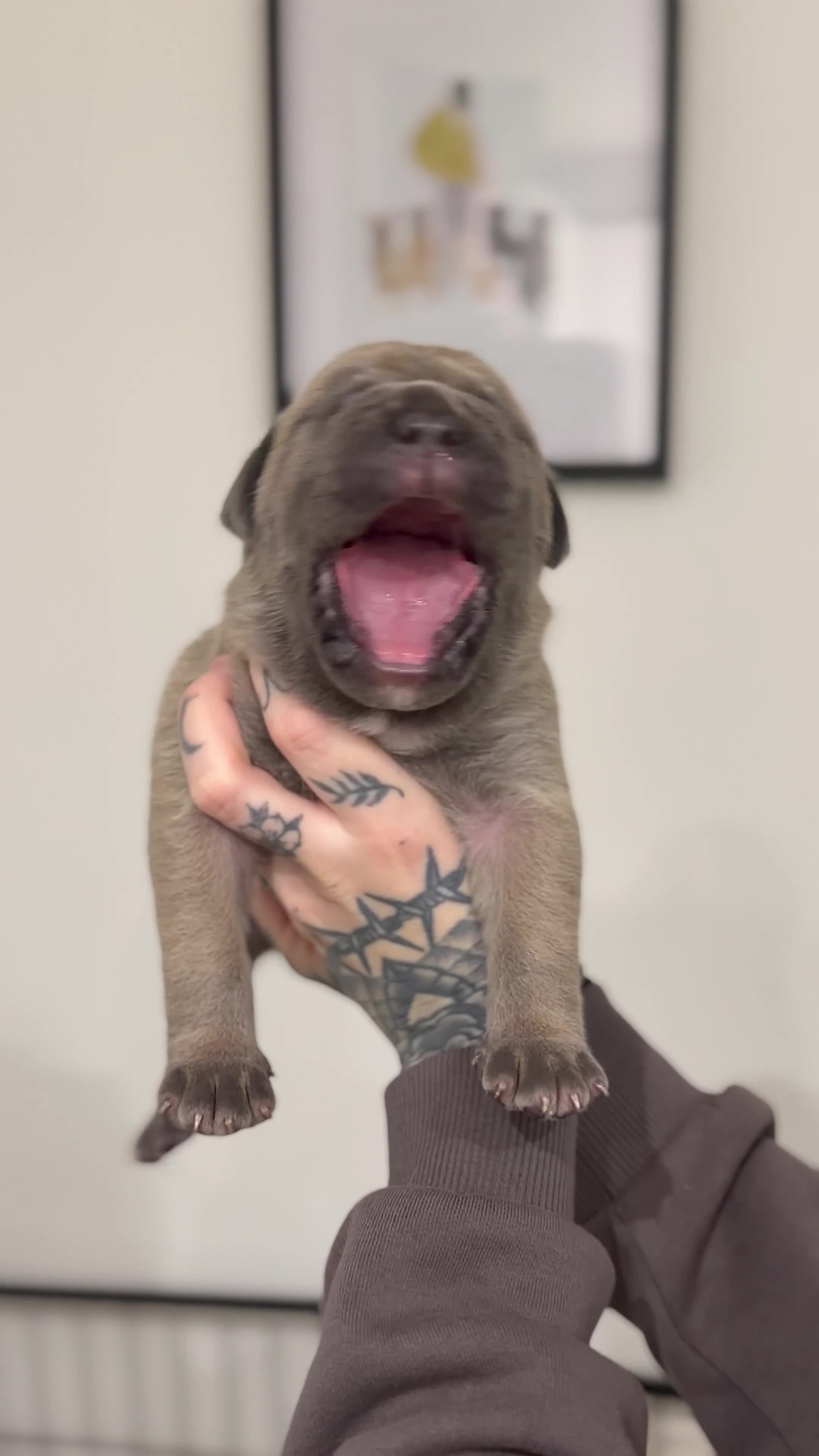 Cane Corso dogs for sale: ICCF Registered Formentino Cane Corsos  - Video 2