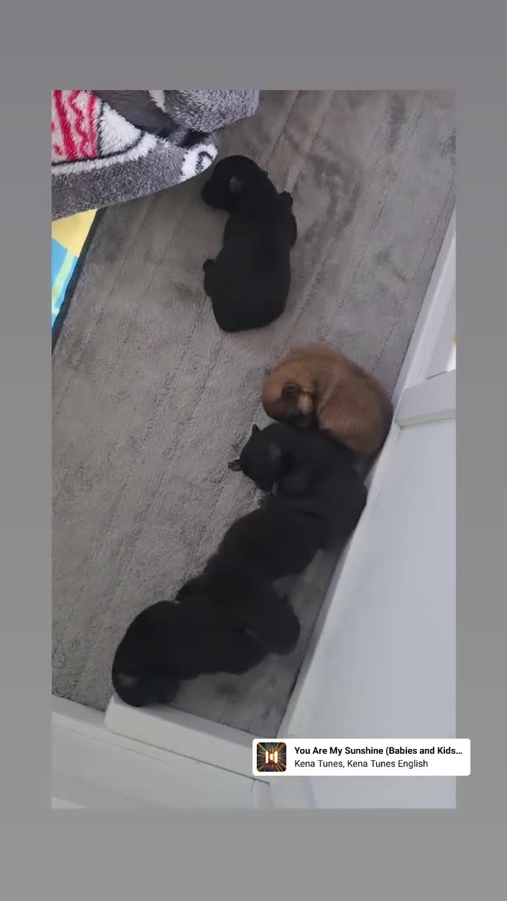 Pomeranian dogs for sale: Pomeranian 1 boy left 🤍 40+🏆lines - Video 1