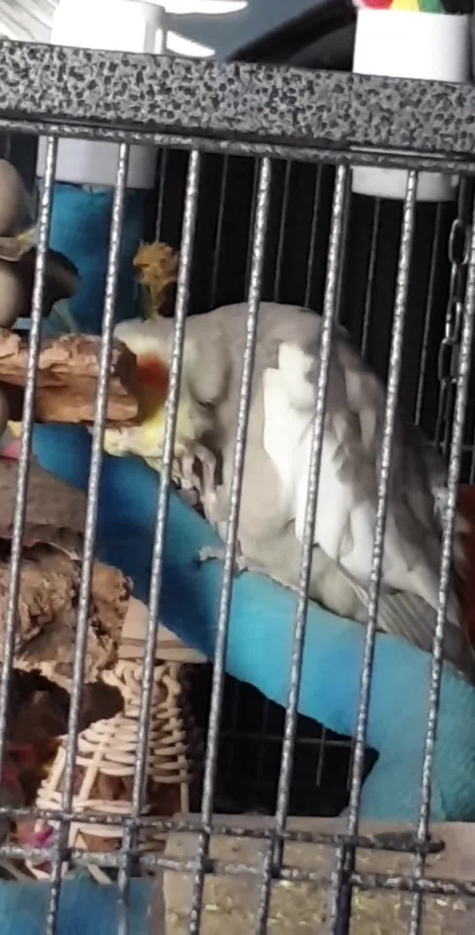 Cockatiels birds for sale: Hand reared male cinnamon cockateil  - Video 2